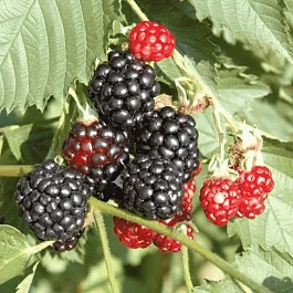 Ежевика Navaho