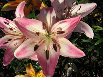 Лилия ЛА-гибрид Куплет НАБОР 2ШТ (2+2)