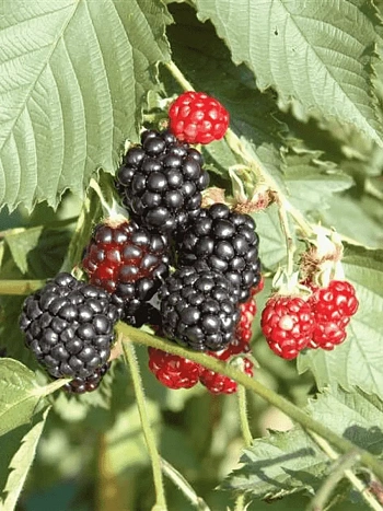 Ежевика Navaho