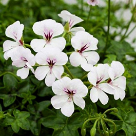 Пеларгония плющелистная Рич Аут Вайт Пеларгония плющелистная Рич Аут Вайт