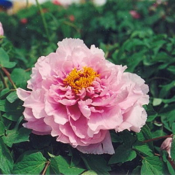 Пион древовидный Песня дождя Пион древовидный Песня дождя