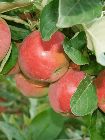 Яблоня Беркутовское