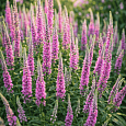 Вероника длиннолистная Purpleicious