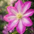 Клематис Pink Beauty