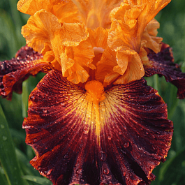 Ирис германский Howard Weed