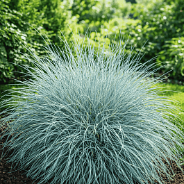 Овсяница валийская Buddy Blue