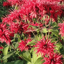 Монарда гибридная Gardenview Scarlet