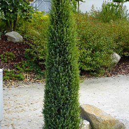 Можжевельник обыкновенный Арнольд Можжевельник обыкновенный Арнольд