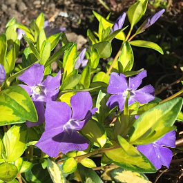 Барвинок малый Иллюминейшн Барвинок малый Иллюминейшн