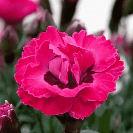 Гвоздика Early Love