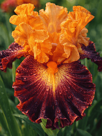 Ирис германский Howard Weed