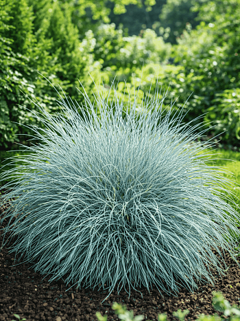 Овсяница валийская Buddy Blue