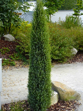 Можжевельник обыкновенный Арнольд