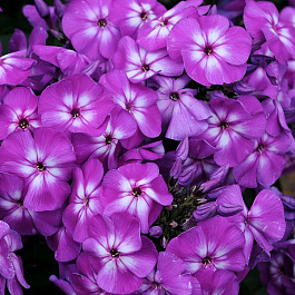 Флокс метельчатый Пёпл Айз