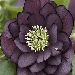 Морозник восточный Purple Double