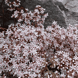 Очиток белый Murale