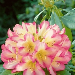 Рододендрон гибридный Robert de Belder