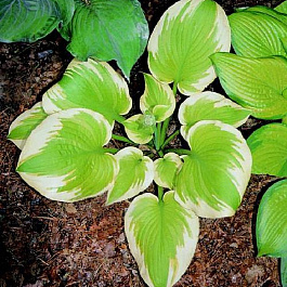 Хоста гибридная Дельта Дон