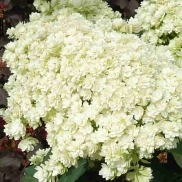 Гортензия древовидная Double Annabelle