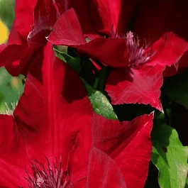 Клематис гибридный Perida