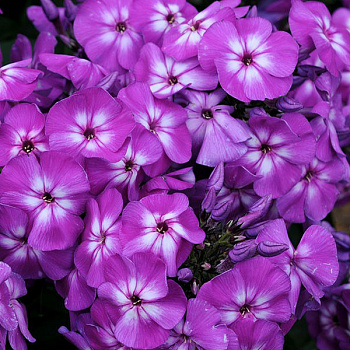 Флокс метельчатый Пёпл Айз