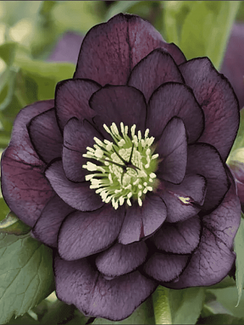 Морозник восточный Purple Double