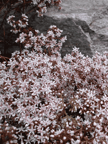 Очиток белый Murale