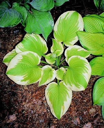 Хоста гибридная Дельта Дон