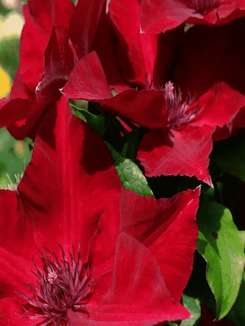 Клематис гибридный Perida