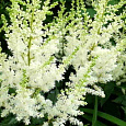 Астильба Арендса White Tone