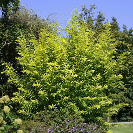 Ива сахалинская Голден Саншайн