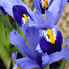 Ирис сетчатый Gordon