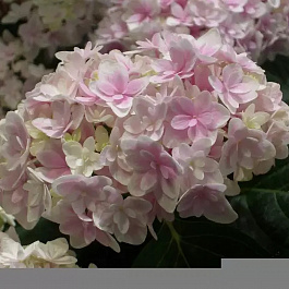 Гортензия крупнолистовая Рембрандт Элегант Роза Гортензия крупнолистовая Рембрандт Элегант Роза