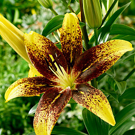 Лилия азиатская Танго Граффити