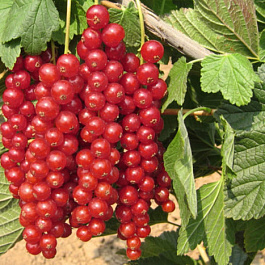 Смородина красная Нива