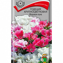 Годеция крупноцветковая Медовая луна