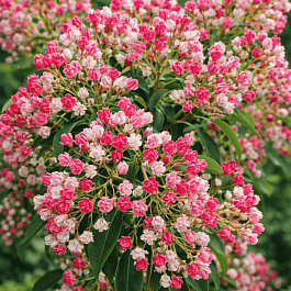 Кальмия широколистная Colibri