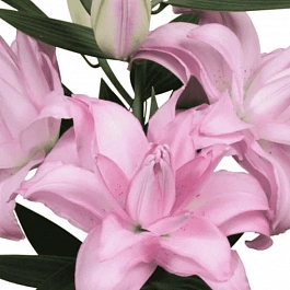 Лилия Waverider