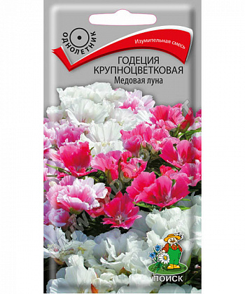 Годеция крупноцветковая Медовая луна