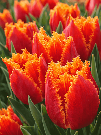 Тюльпан Crispy Artair