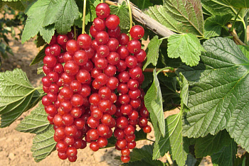 Смородина красная Нива