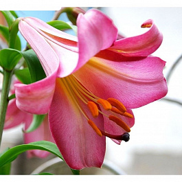 Лилия трубчатая Пинк Перфекшн НАБОР 2ШТ (2+2)