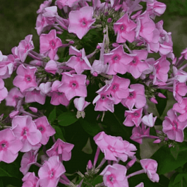 Флокс метельчатый Junior Bouquet