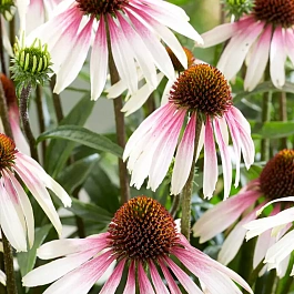 Эхинацея пурпурная Pretty Parasol