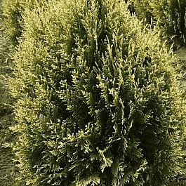 Туя складчатая Kornik