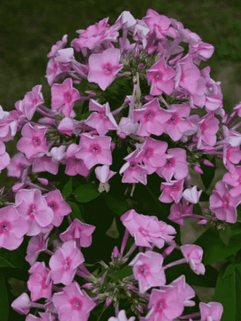 Флокс метельчатый Junior Bouquet