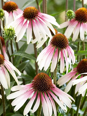 Эхинацея пурпурная Pretty Parasol