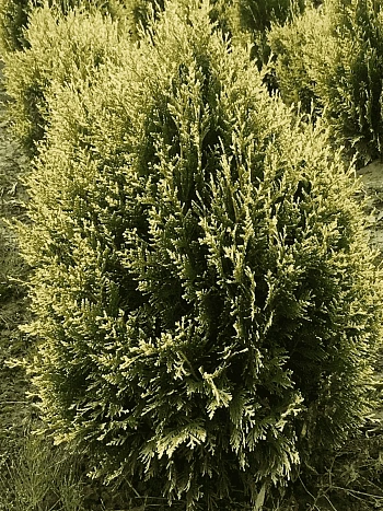 Туя складчатая Kornik