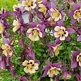 Аквилегия обыкновенная Early Bird Purple White