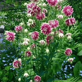 Аквилегия обыкновенная Barlow Nora